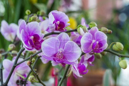 Schmetterling Orchideenblüte Nahaufnahme im Frühling, Mottenorchidee, Phalaenopsis amabilis