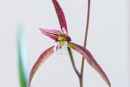 Foto de Flor de orquídea púrpura primer plano en primavera - Imagen libre de derechos