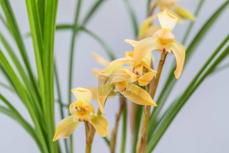 Photo for Yellow orchid bloom closeup in spring, traditional famous flowers in China - Royalty Free Image