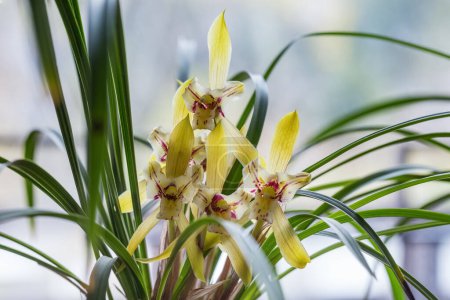 Photo for Closeup of the yellow spring orchid blooming - Royalty Free Image