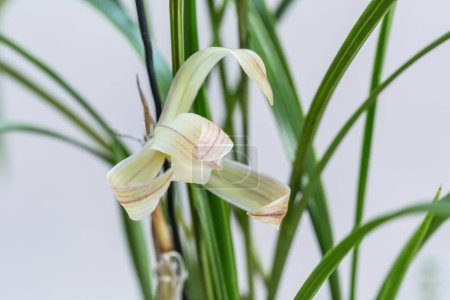 Foto de Hermosa flor elegante de la orquídea en primavera, pétalos rizados closeu - Imagen libre de derechos