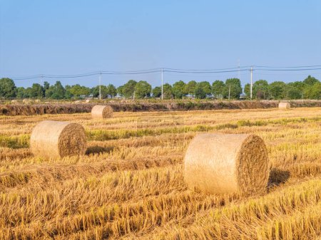 Photo for Straw bales in the rice fields after autumn harvest agriculture landscape - Royalty Free Image