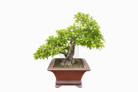 Photo for Bonsai tree of elm isolated on a white background - Royalty Free Image