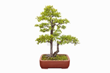 Photo for Elm bonsai tree isolated on a white background - Royalty Free Image