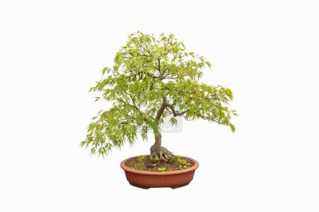 Photo for Bonsai tree of the feathered maple isolated on white background - Royalty Free Image