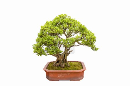 Photo for Bonsai of boxwood tree isolated on a white background, buxus microphylla - Royalty Free Image