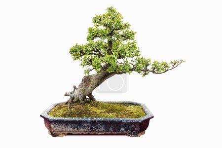 Foto de Olmo bonsai aislado sobre un fondo blanco - Imagen libre de derechos