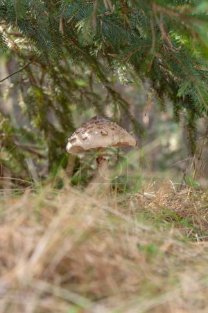 A small forest mushroom grew at the foot of a coniferous tree. Selective focus with shallow depth of field.