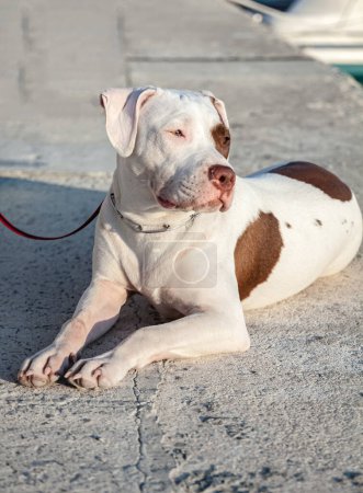 Foto de Bonito pit bull, blanco con manchas marrones con un aspecto expresivo. Enfoque selectivo con profundidad de campo poco profunda. - Imagen libre de derechos