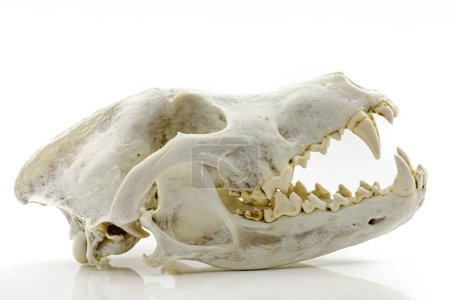 Foto de Calavera trofeo de un lobo adulto sobre un fondo blanco. Enfoque selectivo con profundidad de campo poco profunda. - Imagen libre de derechos