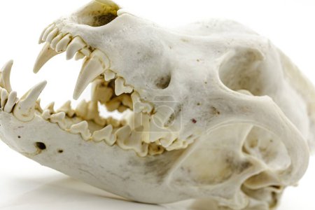 Foto de Calavera trofeo de un lobo adulto sobre un fondo blanco. Enfoque selectivo con profundidad de campo poco profunda. - Imagen libre de derechos