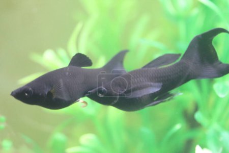 Photo for Poecilia sphenops is a species of fish, of the genus Poecilia, known under the common name molly - Royalty Free Image
