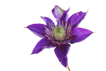Clematis  is a genus of about 300 species within the buttercup family, Ranunculaceae