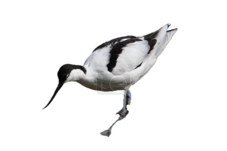 The pied avocet (Recurvirostra avosetta) is a large black and white wader in the avocet and stilt family, Recurvirostridae. They breed in temperate Europe and western and Central Asia.
