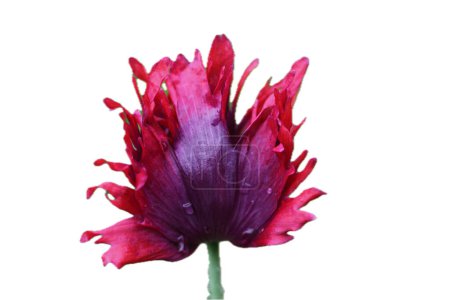 La amapola turca es una planta herbácea perenne y alcanza alturas de estatura de hasta 100 centímetros.