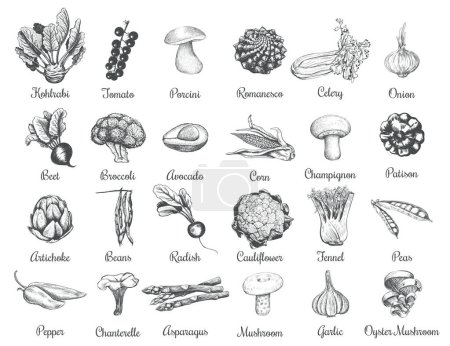 Colección de bocetos de verduras. Dibujo manual. Conjunto de verduras vector ilustración

