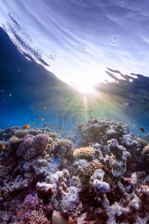 Photo for Underwater photo of coral reef in red sea - Royalty Free Image
