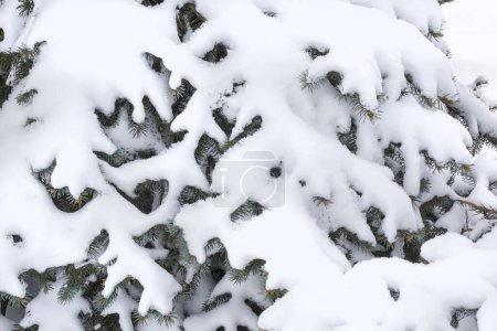 Téléchargez les photos : Close up of branches of fir tree covered with white snow - en image libre de droit