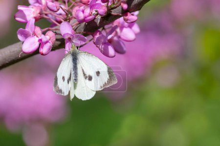 Photo for White cabbage butterfly sitting on pink blossoming of tree at spring - Royalty Free Image