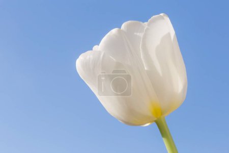 Foto de Primer plano del tulipán blanco contra el cielo azul claro - Imagen libre de derechos