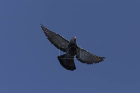 Téléchargez les photos : Close up of pigeon flying in a clear blue sky - en image libre de droit
