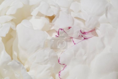 Foto de Primer plano de hermosa flor de peonía blanca - Imagen libre de derechos