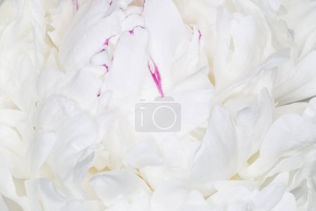 Foto de Primer plano de pétalos blancos de hermosa flor de peonía - Imagen libre de derechos