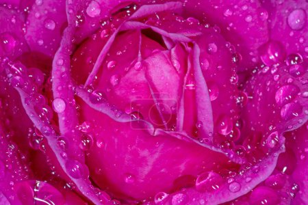 Téléchargez les photos : Close up of beautiful purple rose flower covered with rain drops - en image libre de droit