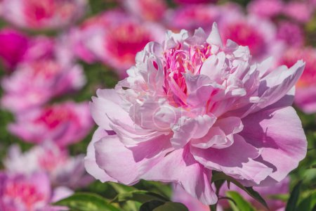 Foto de Close up of pink peony flower in garden at summer - Imagen libre de derechos