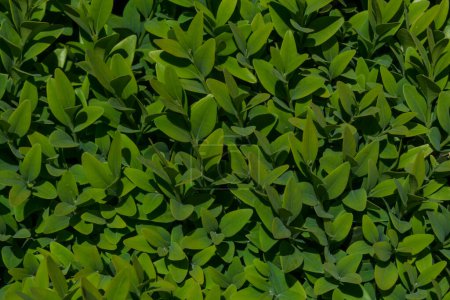 Photo for Close up of green leaves of hedge in garden - Royalty Free Image