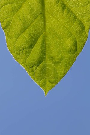 Téléchargez les photos : Gros plan de la feuille verte contre le ciel bleu - en image libre de droit