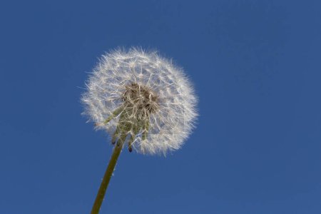 Téléchargez les photos : Gros plan de fleur de pissenlit blanche contre le ciel bleu - en image libre de droit
