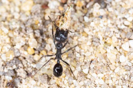 Foto de Primer plano de hormiga de jardín negro llevando algo en la arena - Imagen libre de derechos
