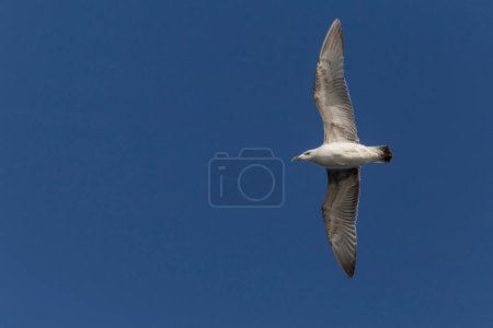 Photo for Close up of herring gull flying in a clear blue sky - Royalty Free Image