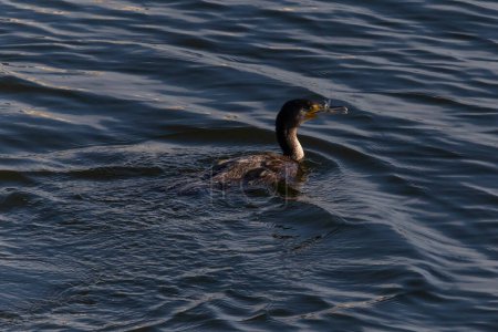 Foto de Vista sobre la gran pesca de cormoranes en un río - Imagen libre de derechos
