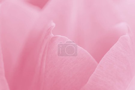 Foto de Fondo natural abstracto: primer plano de pétalos rosados de tulipán - Imagen libre de derechos