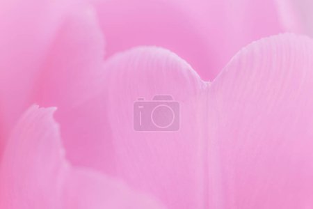 Foto de Fondo natural abstracto: primer plano de pétalos rosados de tulipán - Imagen libre de derechos