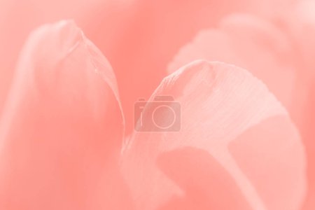 Photo for Abstract natural background: close up of  red petals of tulip flower - Royalty Free Image