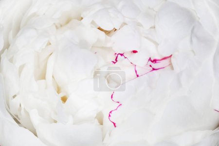Foto de Primer plano de flor de peonía blanca - Imagen libre de derechos