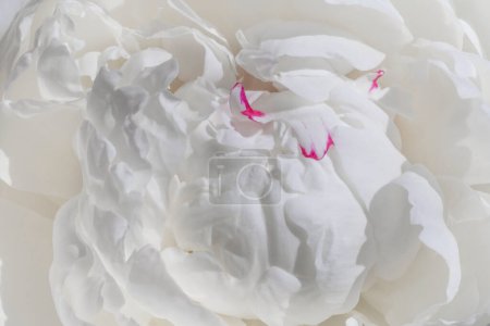 Foto de Primer plano de flor de peonía blanca - Imagen libre de derechos