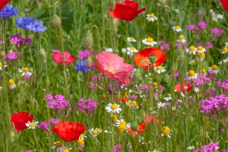 Foto de Vista sobre flores de colores en el prado en verano - Imagen libre de derechos