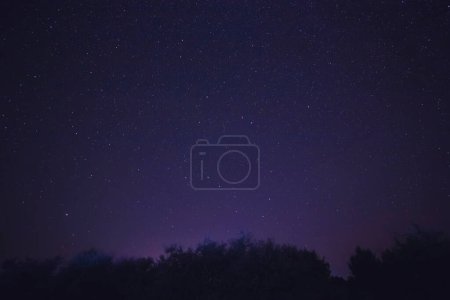 Foto de View on starry night sky above trees - Imagen libre de derechos
