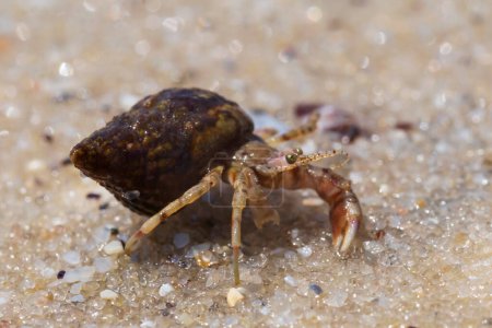 Photo for Close up of small hermit crab on sand at seacoast - Royalty Free Image