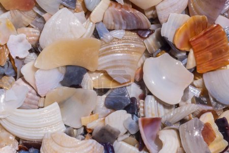 Photo for Abstract natural background: close up of heap of colorful broken seashells on seacoast - Royalty Free Image