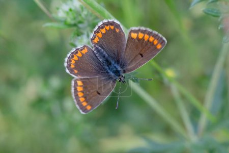 Photo for Close up of small brown lycaenidae butterfly with opened wings - Royalty Free Image