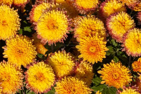 Foto de Flores de crisantemo amarillo en un jardín en otoño - Imagen libre de derechos