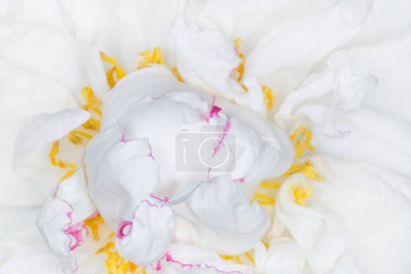Foto de Primer plano de hermosa flor de peonía blanca con borde púrpura - Imagen libre de derechos