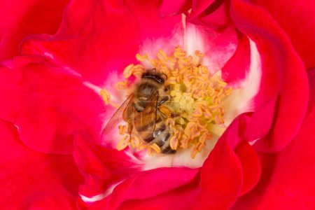 Foto de Primer plano de la recolección de polen de abejas dentro de flor de rosa roja - Imagen libre de derechos
