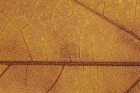 Téléchargez les photos : Abstrait fond automnal : gros plan de la texture sèche des feuilles d'érable - en image libre de droit