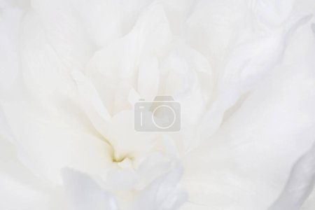 Foto de Primer plano de hermosa flor de peonía blanca - Imagen libre de derechos